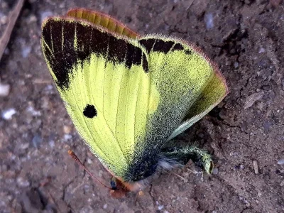 Colias erate
