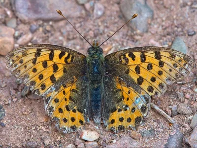 Issoria lathonia