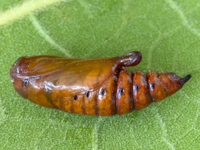 Cucullia tanaceti