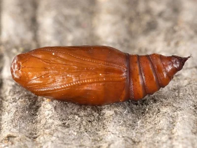 Camptogramma bilineata