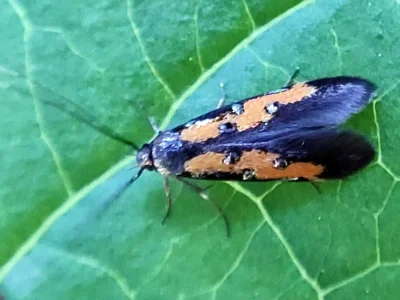 Chrysoclista splendida