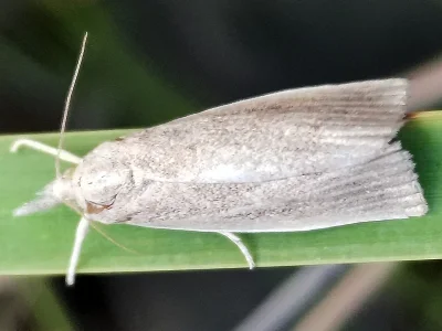 Calamotropha paludella