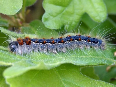 Eriogaster (Eriogaster) rimicola