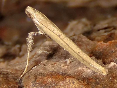 Caloptilia roscipennella