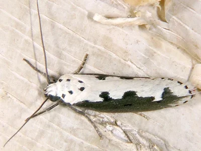 Ethmia bipunctella