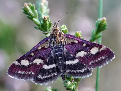 Pyrausta purpuralis