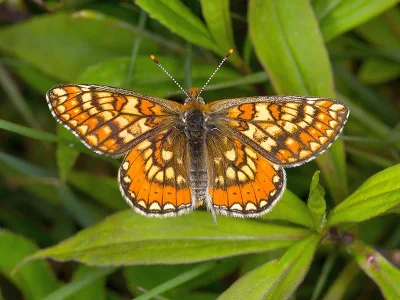 Euphydryas (Eurodryas) aurinia
