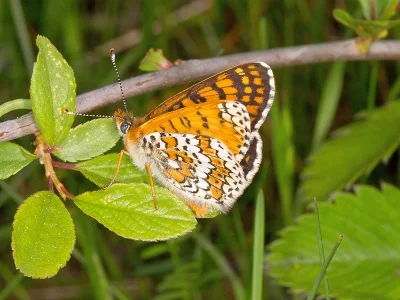 Melitaea cinxia