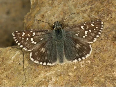 Pyrgus serratulae