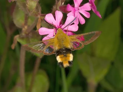 Hemaris (Hemaris) fuciformis