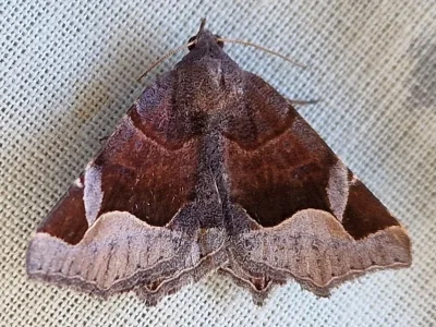 Zethes insularis