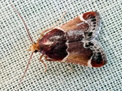 Pyralis lienigialis