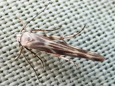 Palumbina guerinii