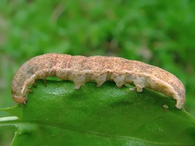 Polymixis (Xanthomixis) xanthomista
