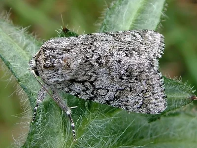 Acronicta (Viminia) euphorbiae