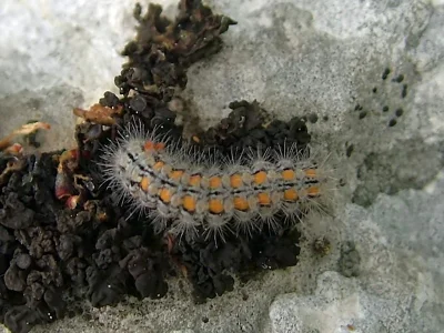 Eilema (Manulea) palliatella