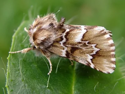 Oxicesta geographica