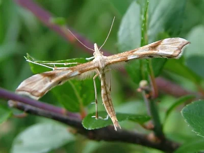 Gillmeria ochrodactyla