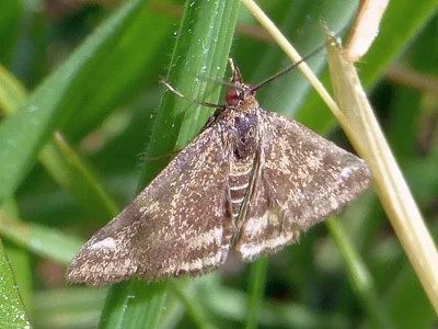 Pyrausta despicata