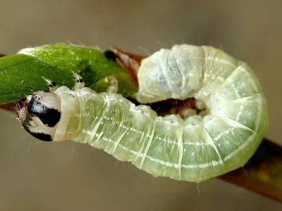 Orthosia (Monima) populeti