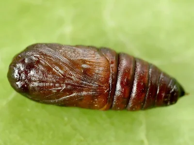 Orthosia (Monima) populeti