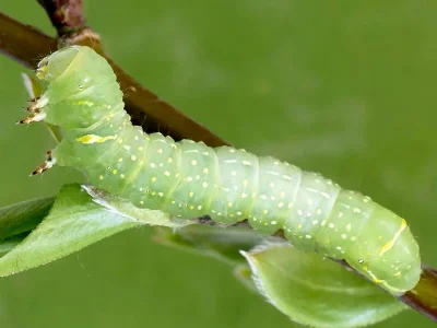 Brachionycha nubeculosa