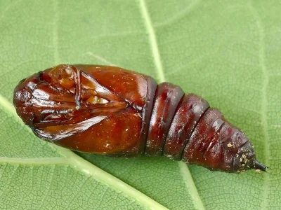 Brachionycha nubeculosa