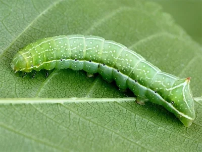 Amphipyra (A.) berbera