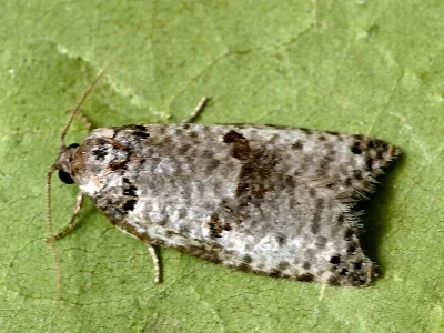Pseudeulia asinana