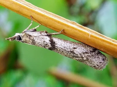 Zophodia grossulariella