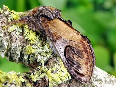 Notodonta ziczac