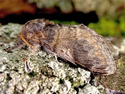 Notodonta tritophus