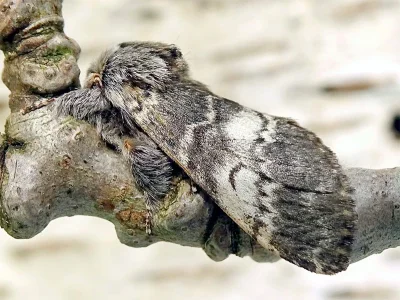 Drymonia ruficornis
