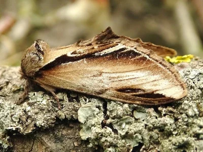 Pheosia tremula