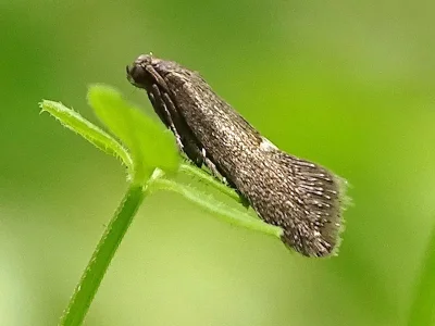 Tinagma balteolella