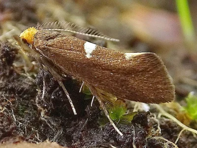 Incurvaria masculella