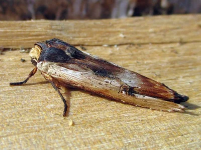 Xylena (Xylena) vetusta