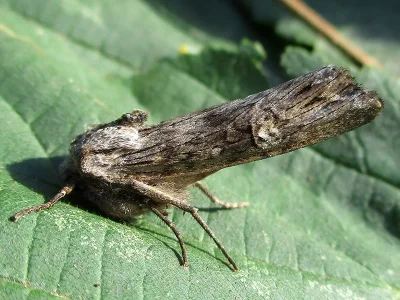 Xylena solidaginis