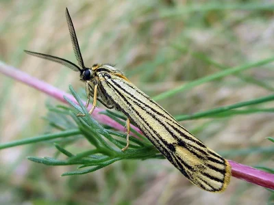 Spiris striata