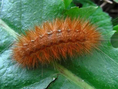 Spilarctia (S.) lutea