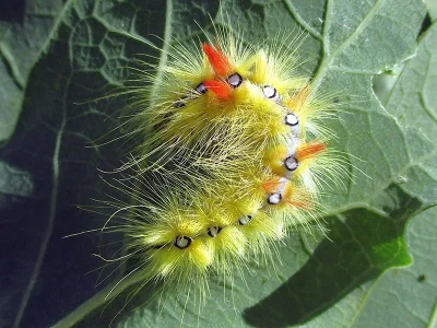 Acronicta (A.) aceris