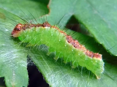Acronicta (Hyboma) strigosa