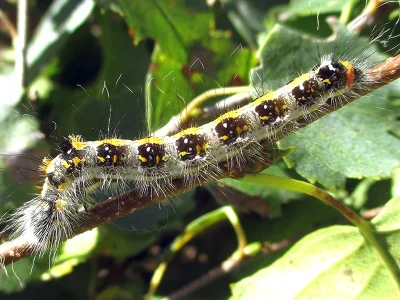 Acronicta (Triaena) tridens