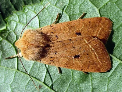 Agrochola (Leptologia) macilenta
