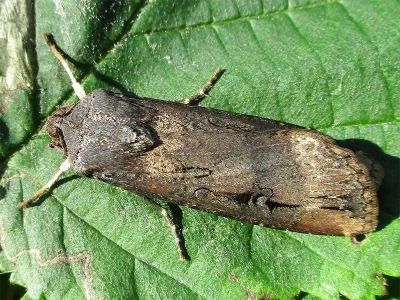 Agrotis (Agrotis) ipsilon