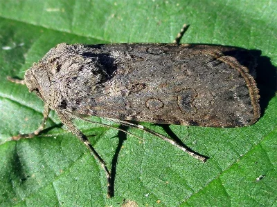 Agrotis (Agrotis) segetum
