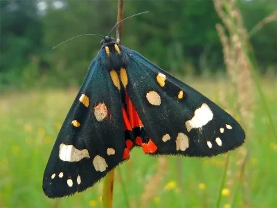 Callimorpha dominula