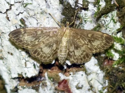 Anania lancealis