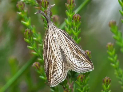 Minetia criella