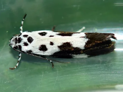 Ethmia quadrillella